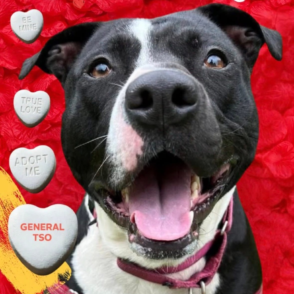 Photo of General Tso 90