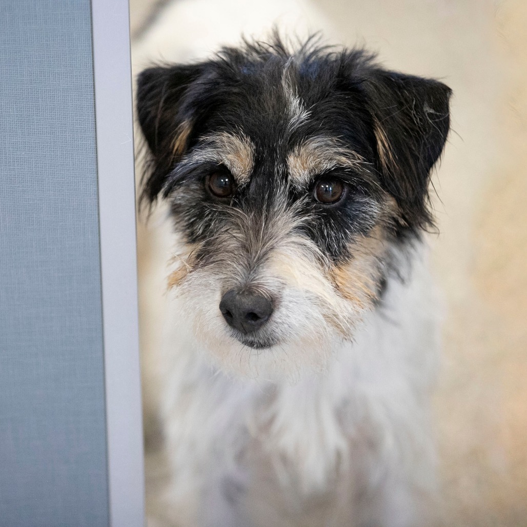 BETH (AG26-60) - Terrier / Jack Russell available for adoption