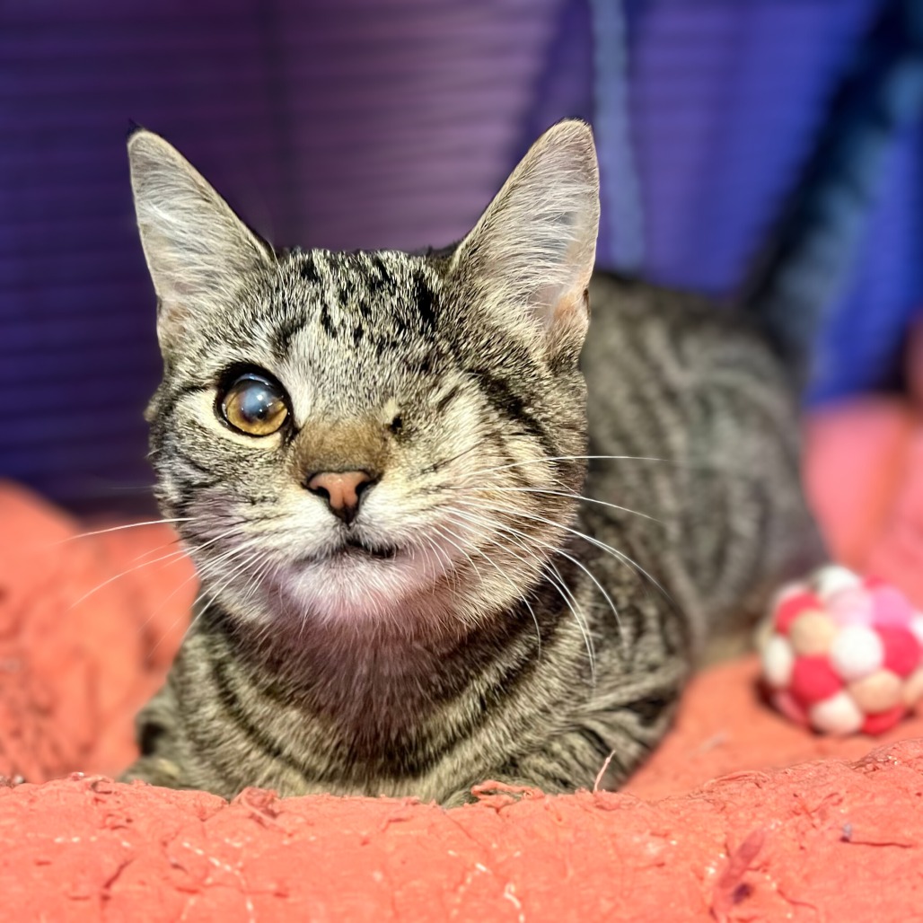 Boom Boom is available for adoption at SOS Pet Rescue