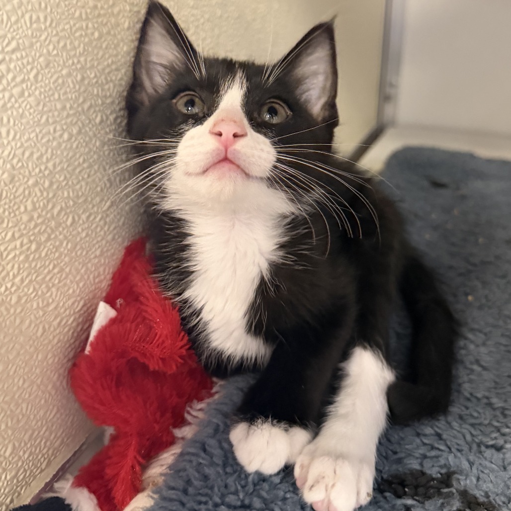 Reef Lobster: Male 2 Domestic Shorthair