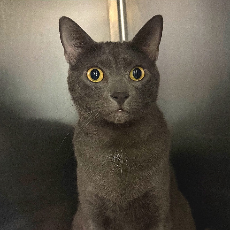 Close-up photo of Wybie