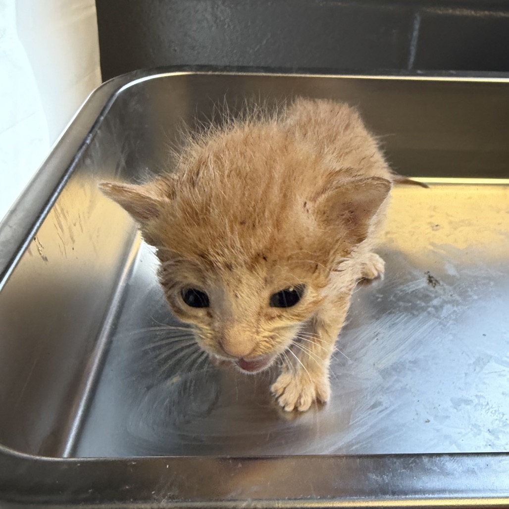 Tusc Stray 84057 2 3