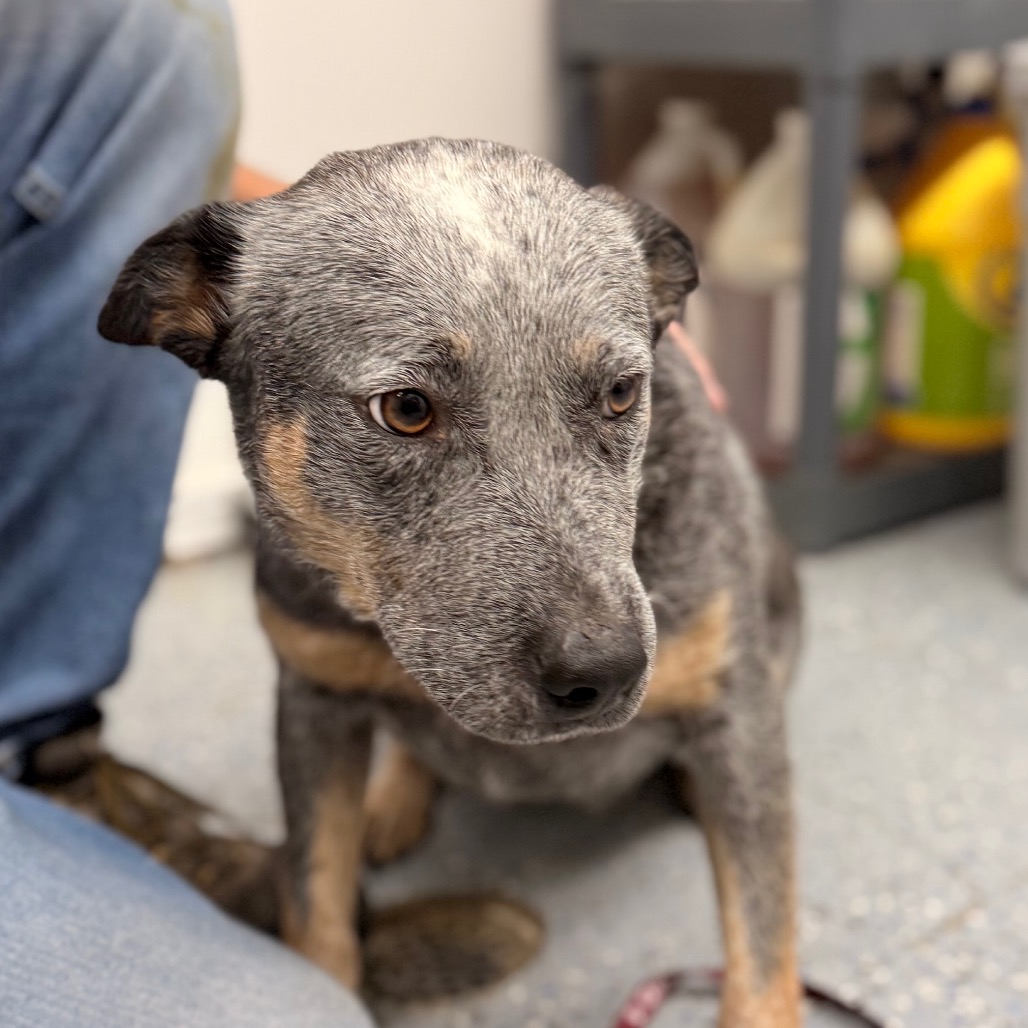 Pebble Ranch Rescue Pebbles is available for adoption at Almost Home Animal Rescue