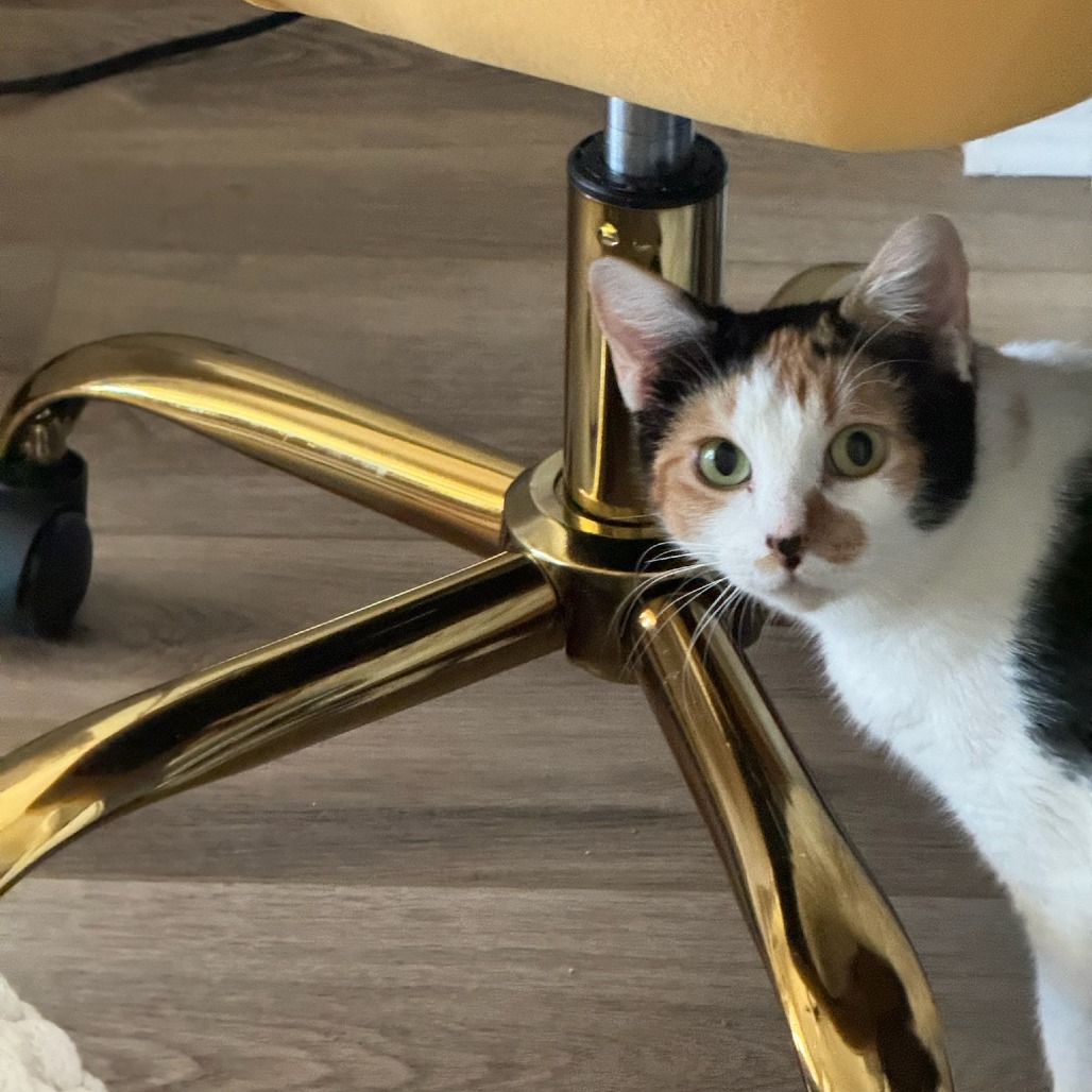 Delilah, photo 3