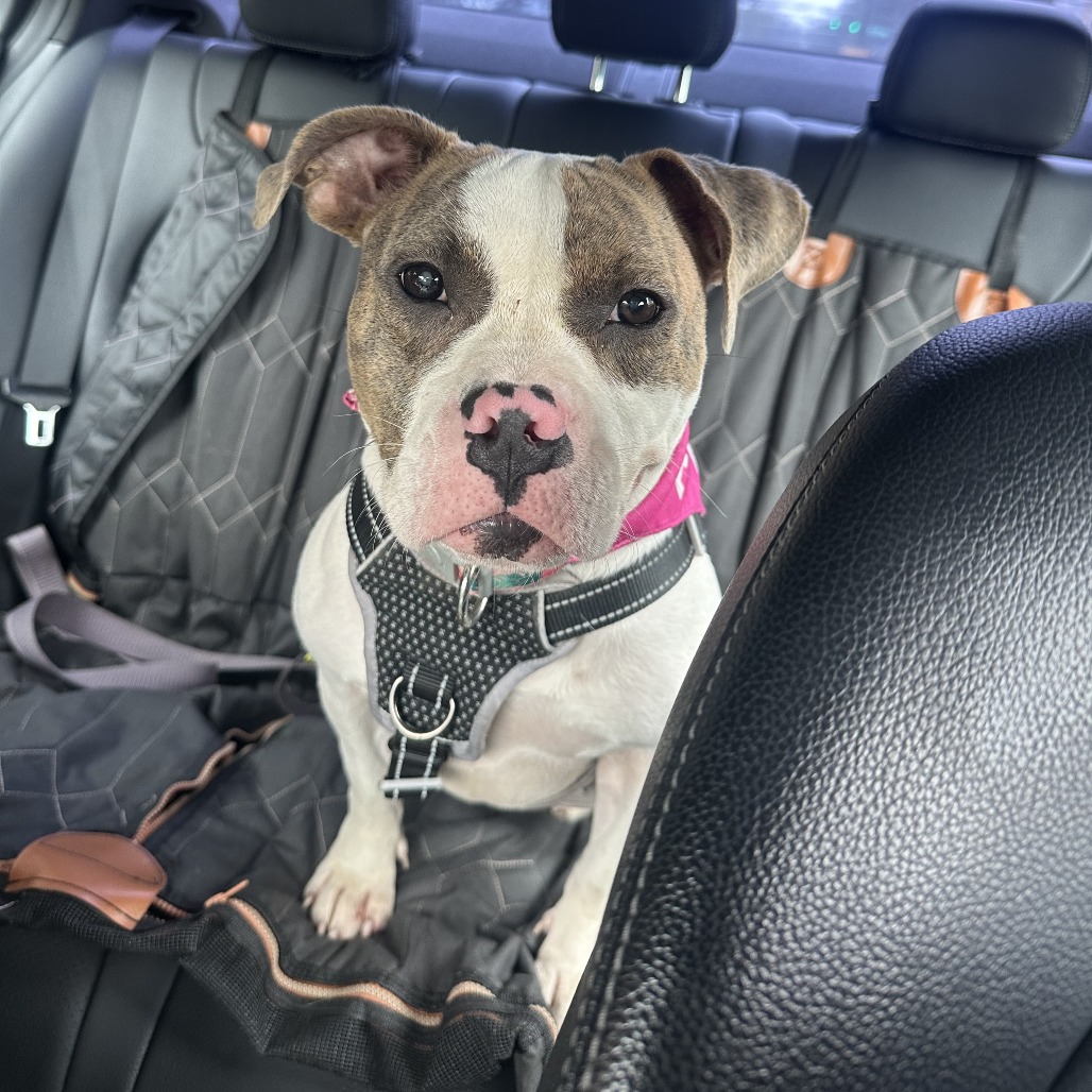 Addie, photo 3