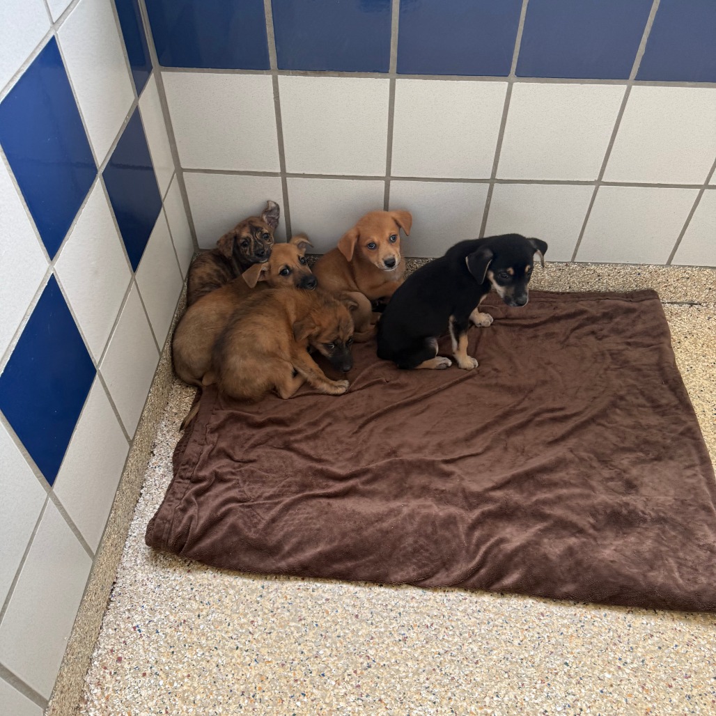 STONE - Mixed Breed (Medium) available for adoption