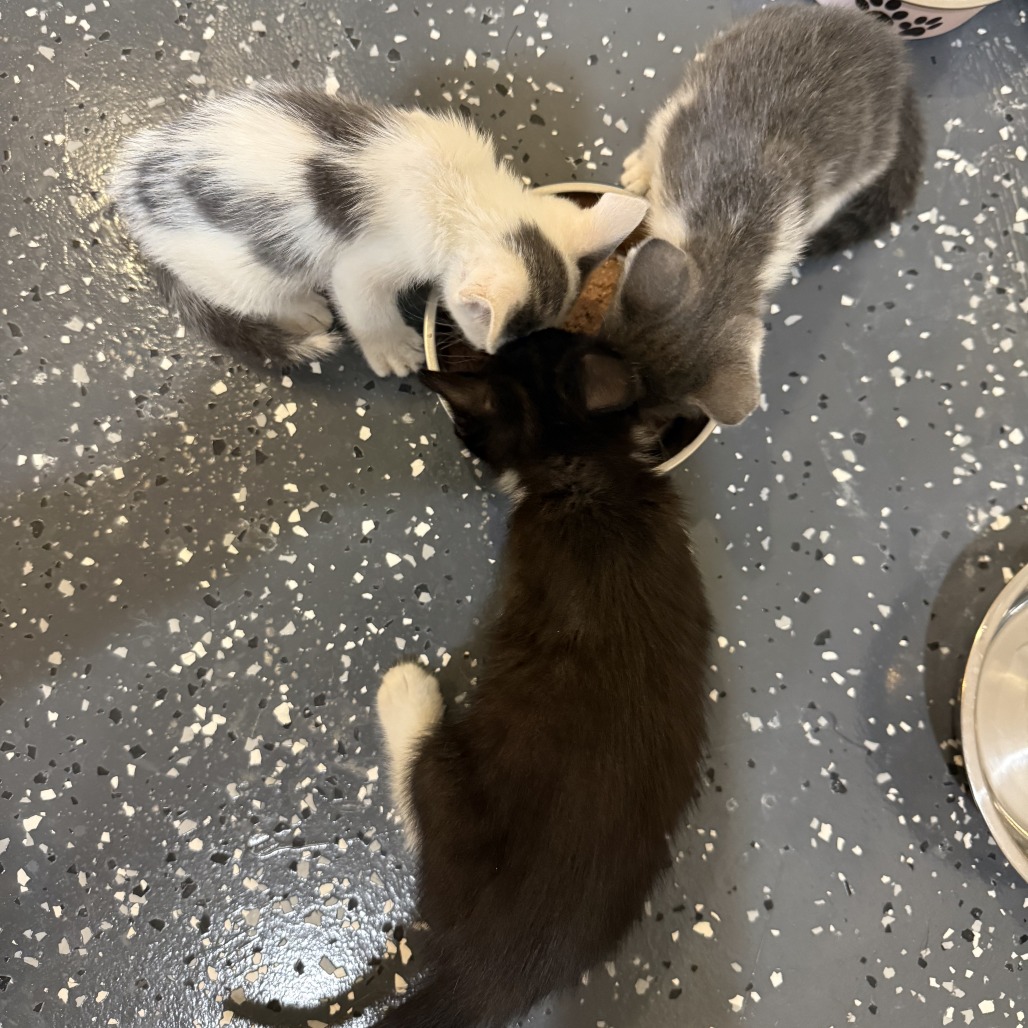 BILLY RAY - Domestic Shorthair available for adoption