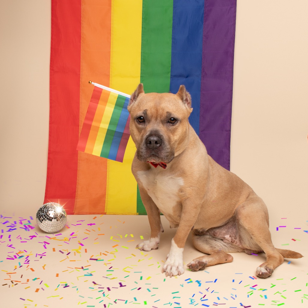 Lulu, adoptable senior dog