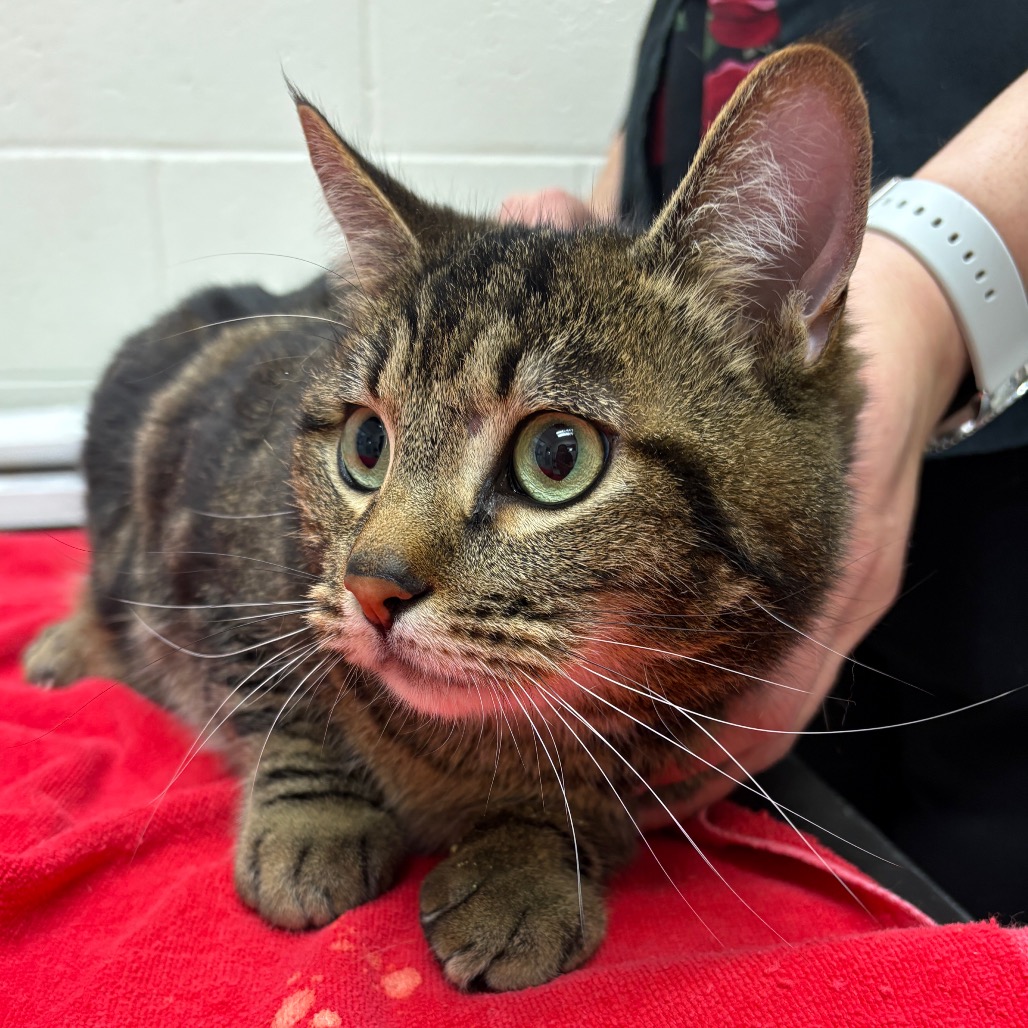 Archie — thumbnail 2