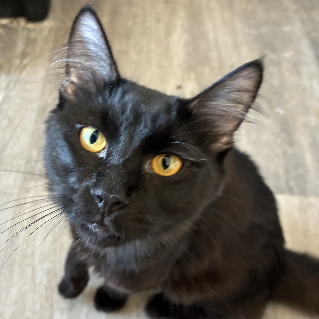 FANG - Domestic Medium Hair available for adoption