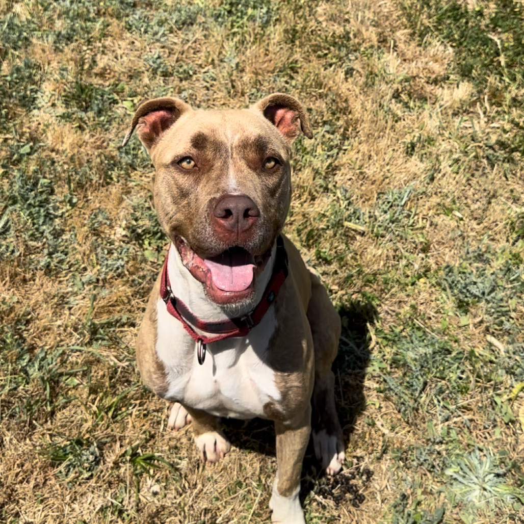 ADDIE — thumbnail 4