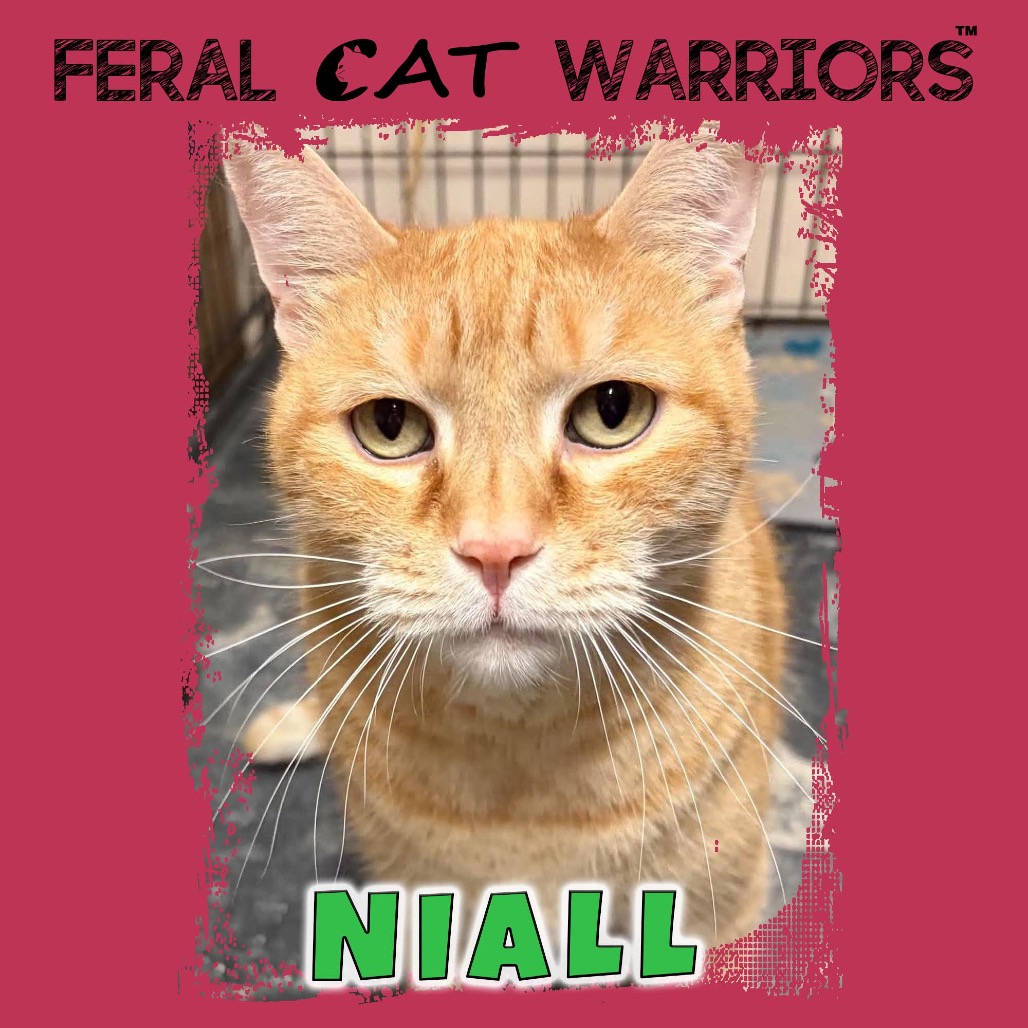 NIALL 