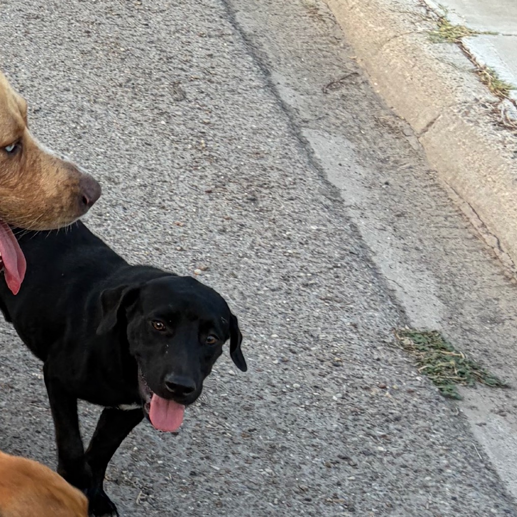MERCIUS - Shepherd / Dachshund, Standard Smooth Haired available for adoption