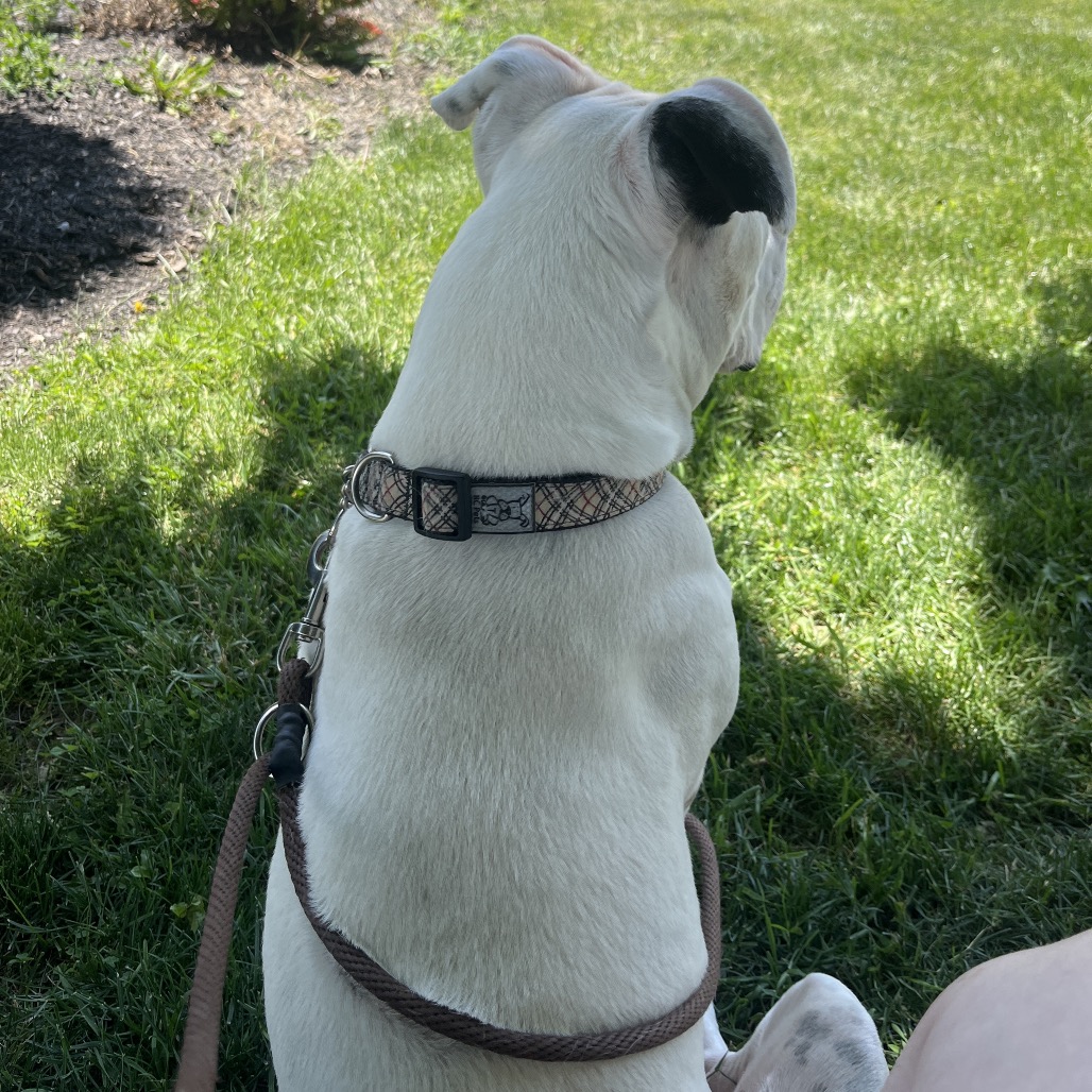 Hank