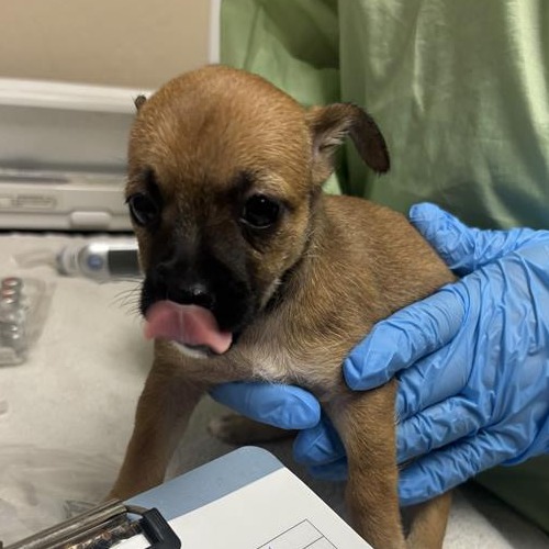 ANCHOVY - Chihuahua / Terrier available for adoption