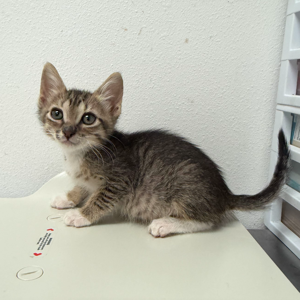 WHOPPER - Domestic Shorthair available for adoption