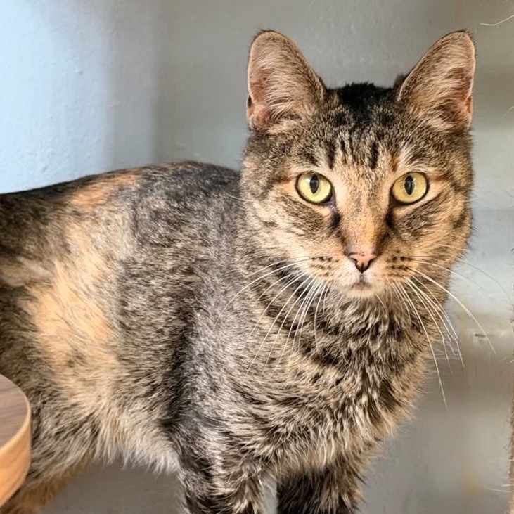 Another portrait of Lil Bit