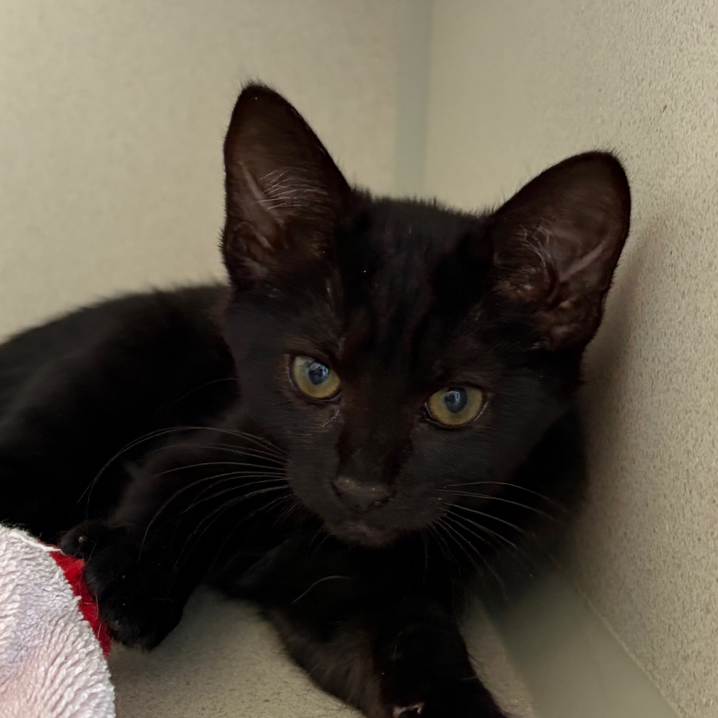 Tove - Domestic Shorthair/Mix