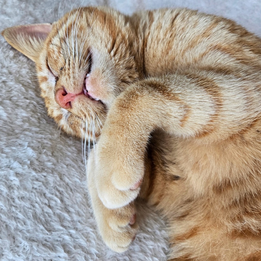 Lt. Dan — thumbnail 2