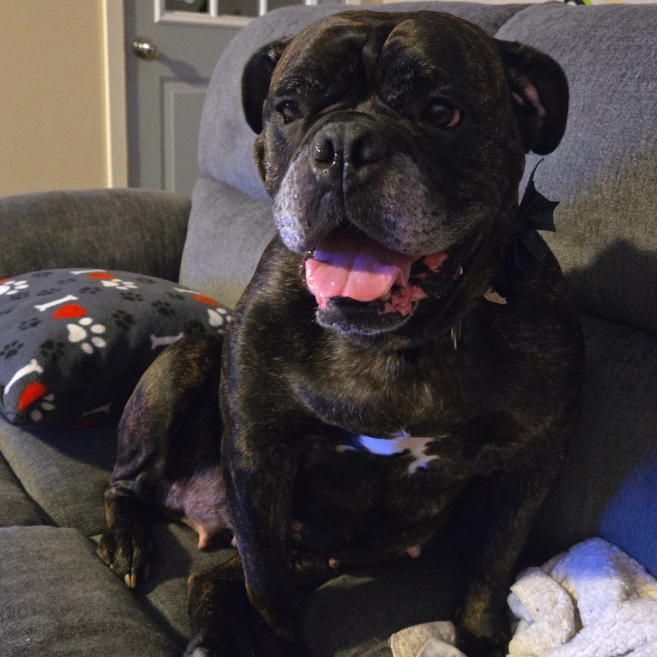 Pepper, photo 4