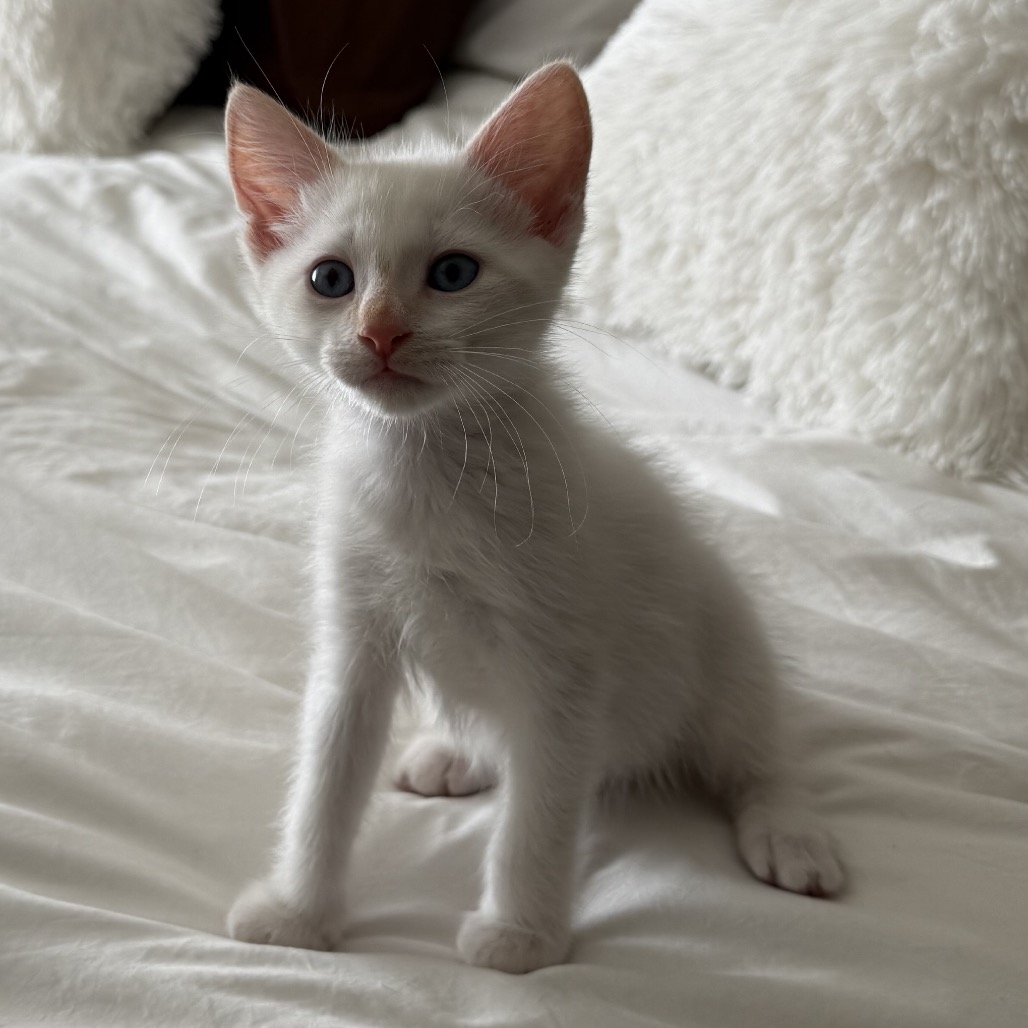 Gandalf (grey)