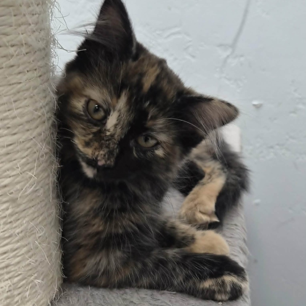 MEG - Domestic Medium Hair available for adoption