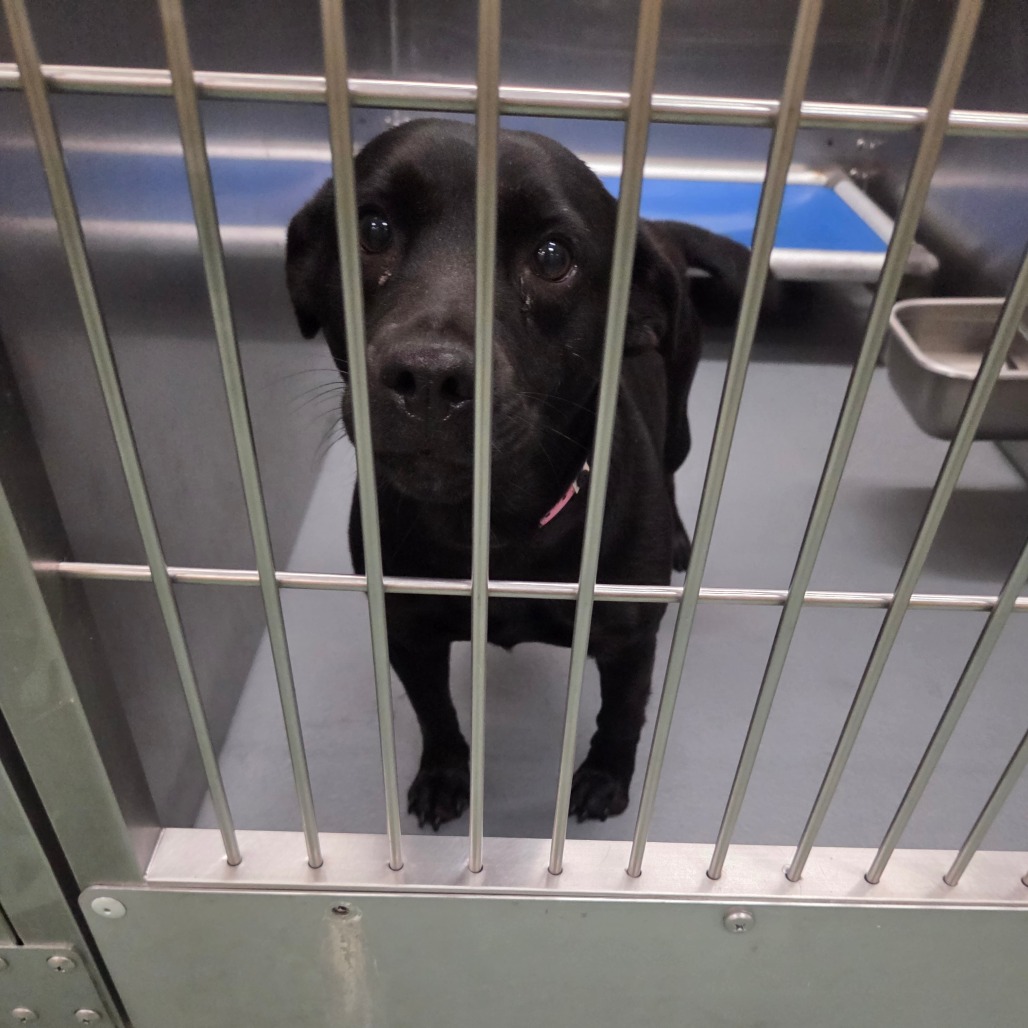 Chipper — thumbnail 4