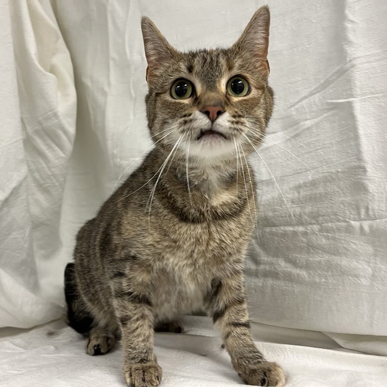 Pluma — thumbnail 4