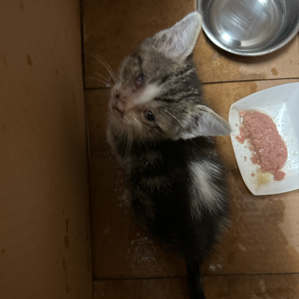 XULLA X2 - Domestic Shorthair available for adoption