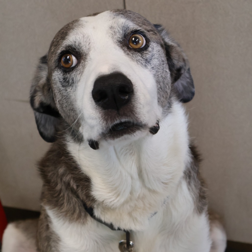 Pongo, photo 17