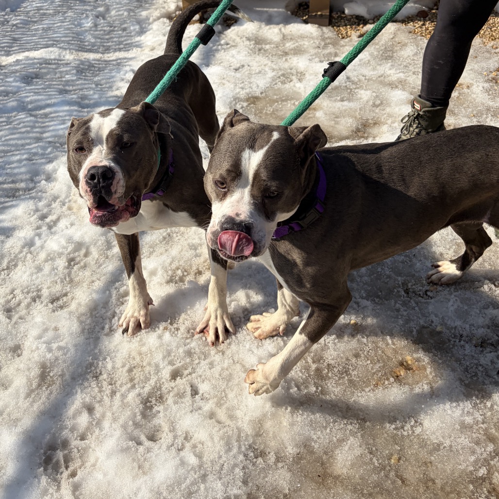 Clyde — thumbnail 5