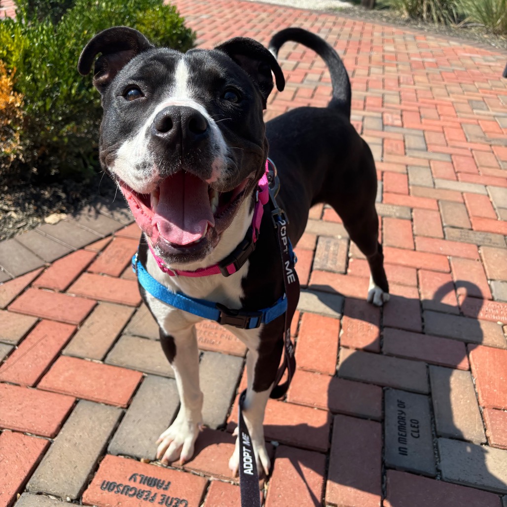 BISCUIT - Mixed Breed (Large) available for adoption
