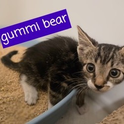 GUMMI BEAR - Domestic Shorthair available for adoption