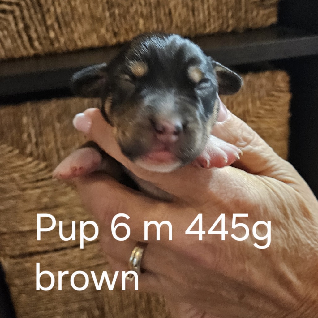 Pippi Pup Bjorn, photo 2