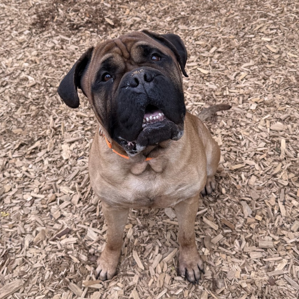 Bruce