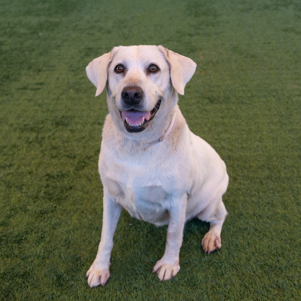 Labrador Retriever