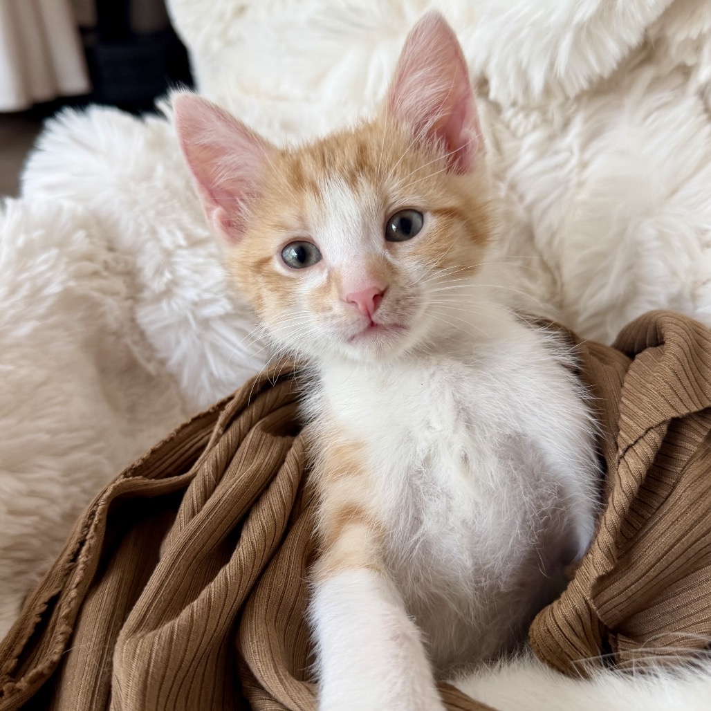LARRY - Domestic Shorthair available for adoption