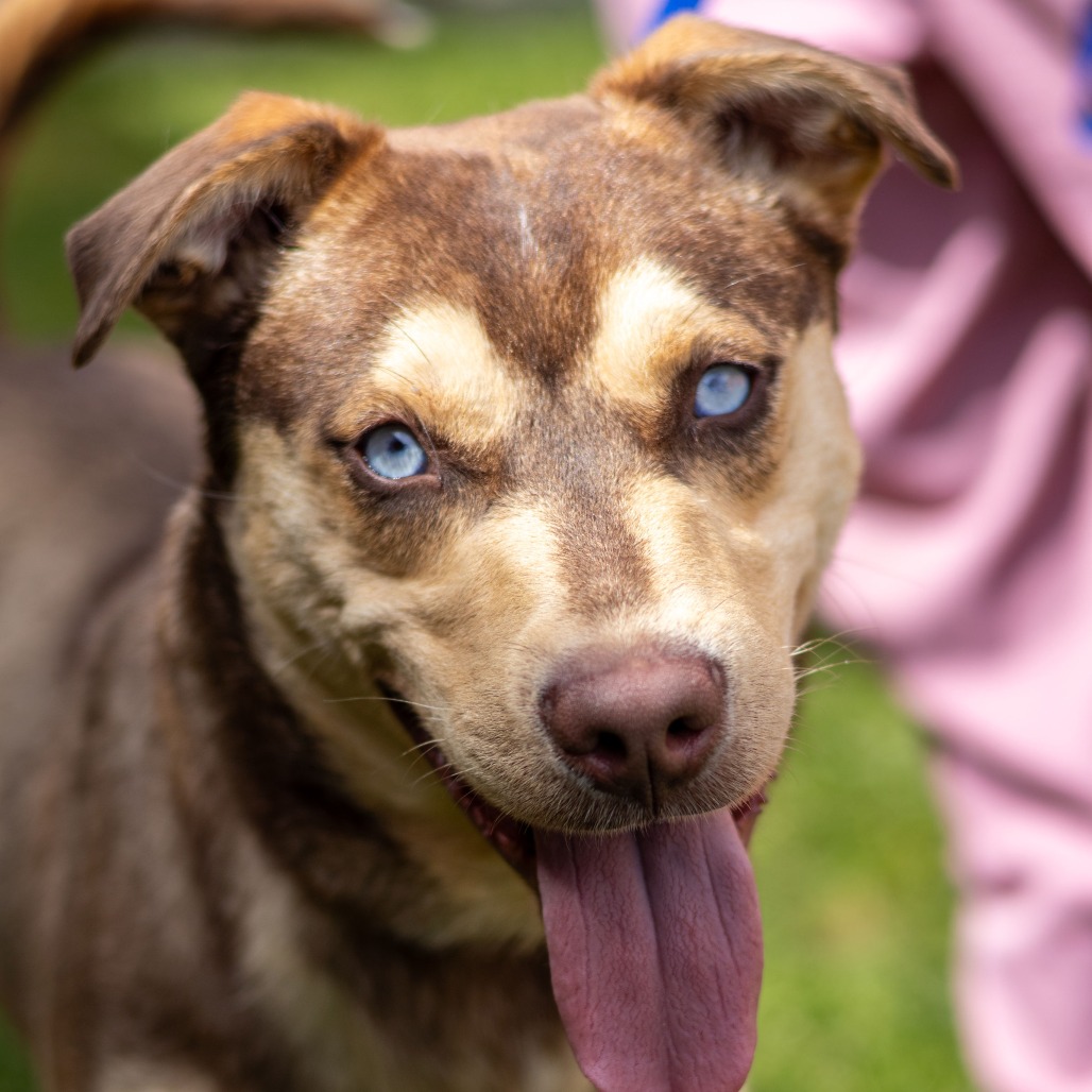 Kennel#19 Luca's preview photo