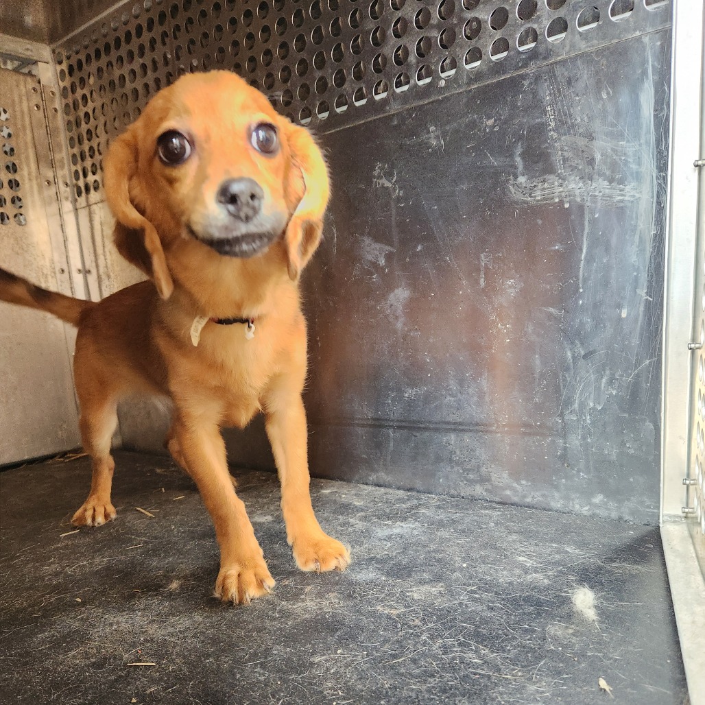 Chihuahua
