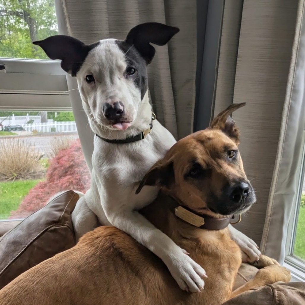 NY Freckles (Foster in Brewster NY)