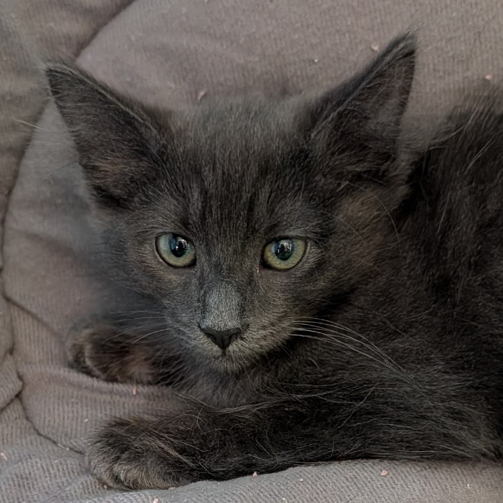 Luther the Cat