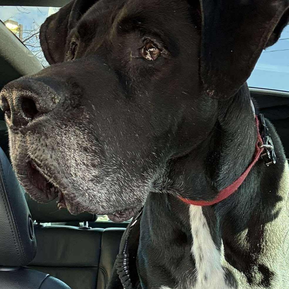 Hank