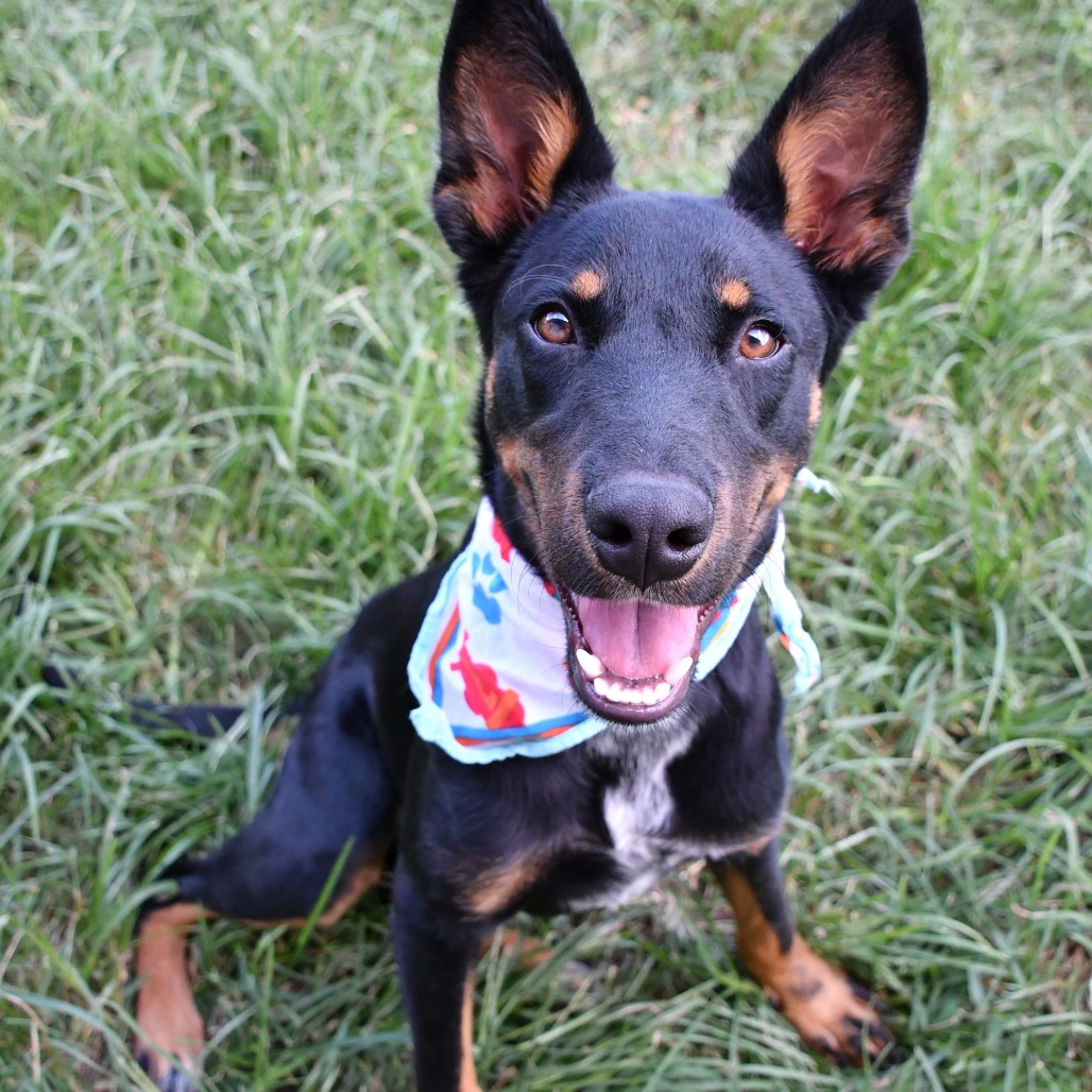 KNOX - Shepherd / Mix available for adoption