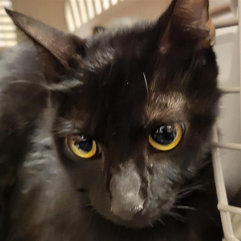 GREAT WHITE SHARK - Domestic Shorthair available for adoption