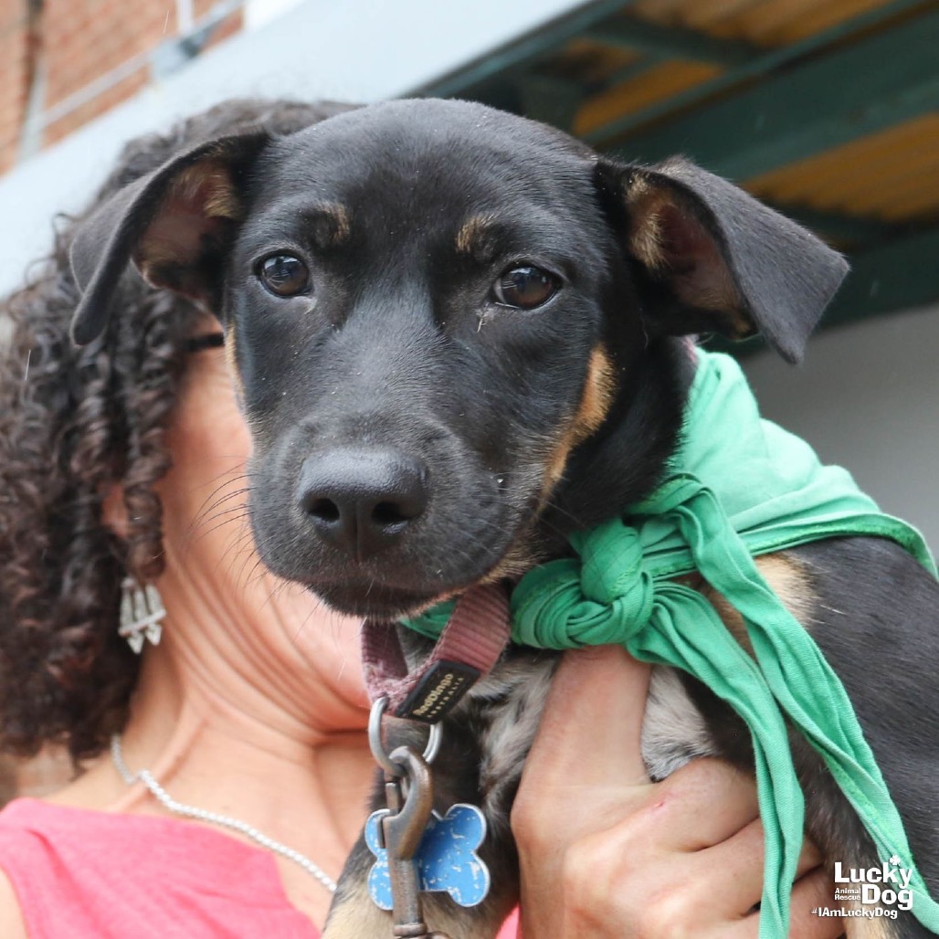 ODELE - Dachshund / Mix available for adoption