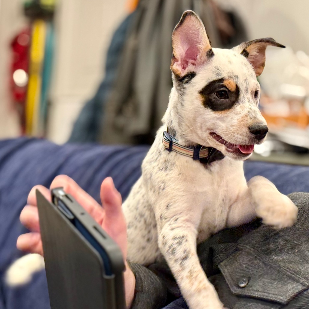 Woodstock — thumbnail 2