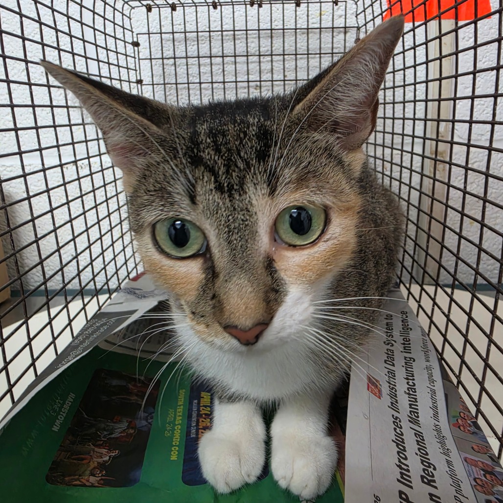JO - Domestic Shorthair available for adoption