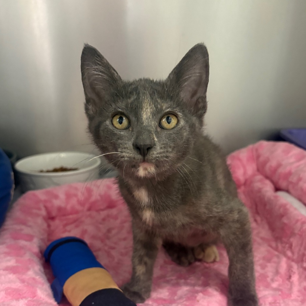 ANGIE - Domestic Shorthair available for adoption