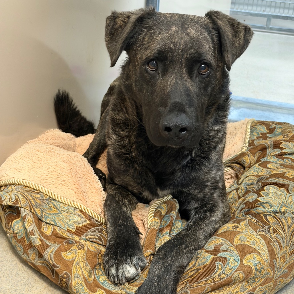 Kennel#32 Mister's preview photo