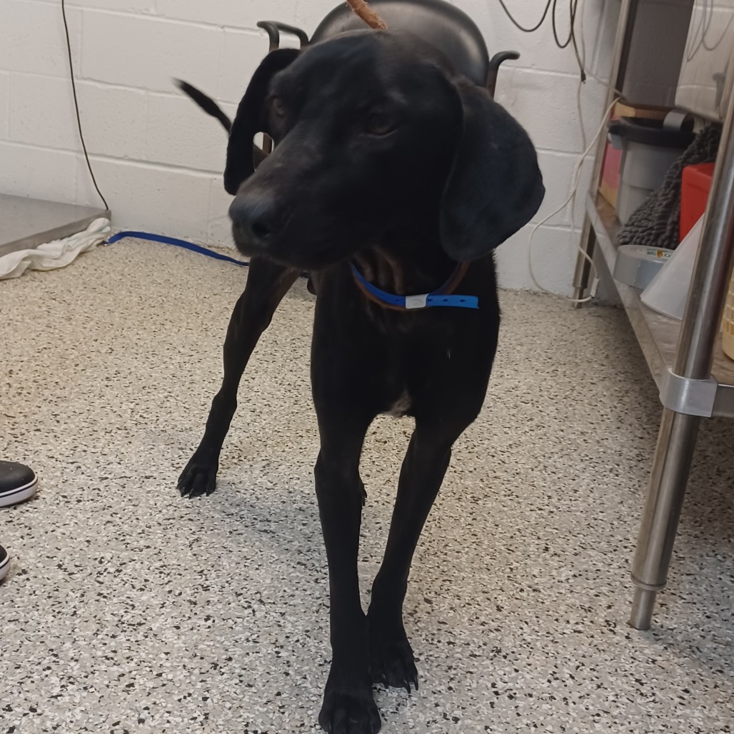 HANK - Retriever, Labrador / Foxhound, American available for adoption